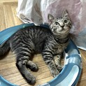 明るくて人も猫も大好きな、ちゃちゃちゃん