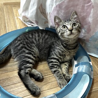 明るくて人も猫も大好きな、ちゃちゃちゃん