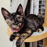 唯一無二のサビ柄がオシャレ♡ワッフルちゃん サムネイル2