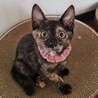 唯一無二のサビ柄がオシャレ♡ワッフルちゃん サムネイル4