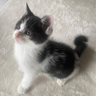 とってもキュートな　ラテちゃん