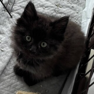 ふわふわ黒猫　モカちゃん。