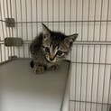 キジトラ 子猫 ♂