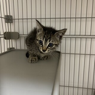 キジトラ 子猫 ♂
