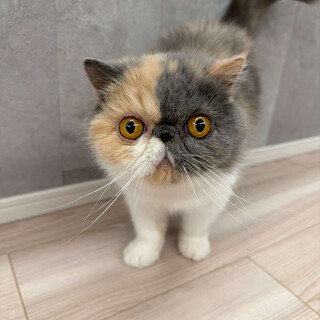 4歳の甘えん坊で美しいエキゾチックショートヘア