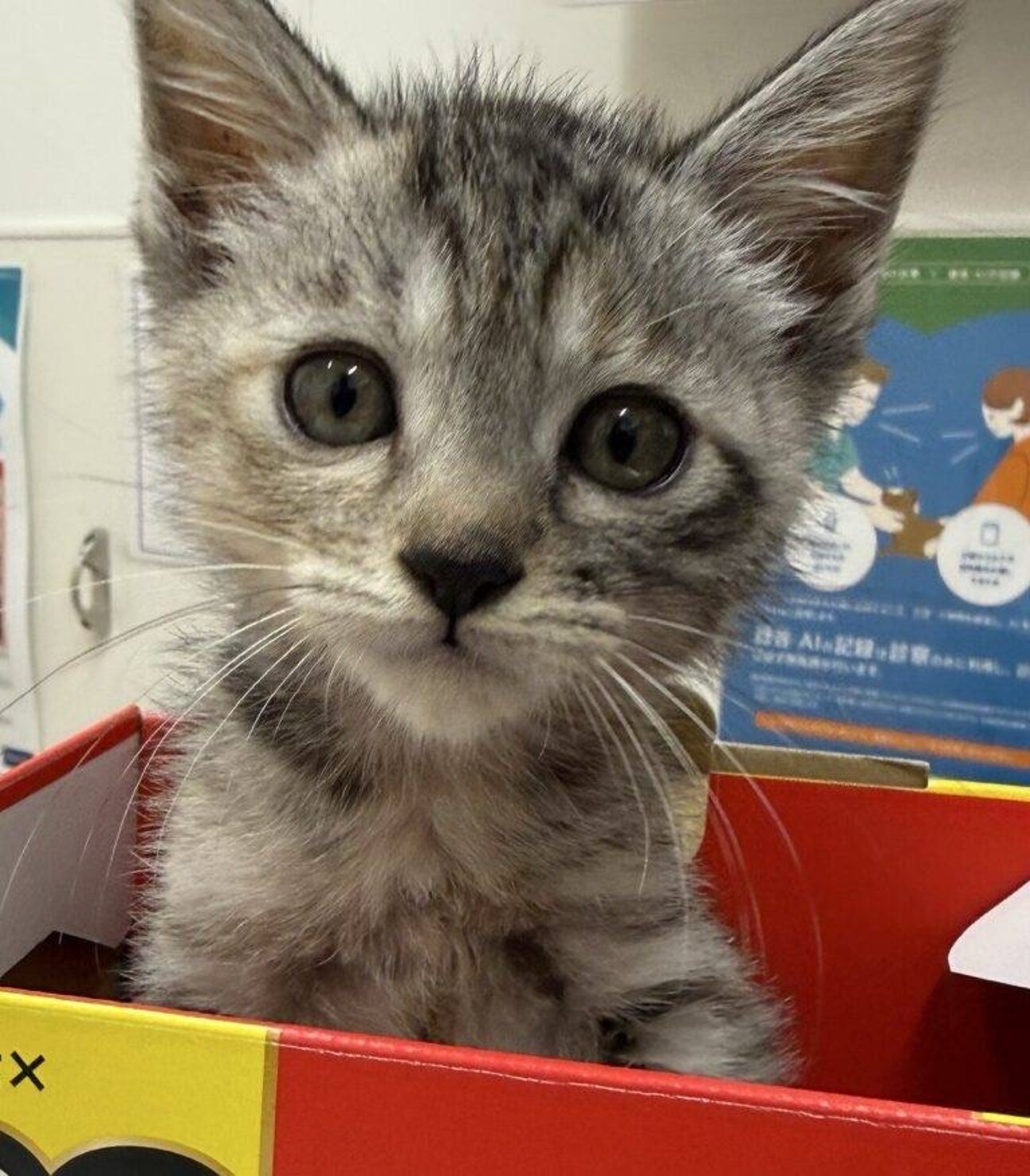 とってもキュートな しずかちゃんの写真