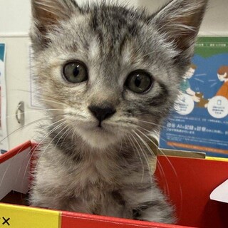 猫の里親募集「とってもキュートな しずかちゃん」（東京都 :: ペット