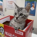 とってもキュートな　スネ夫