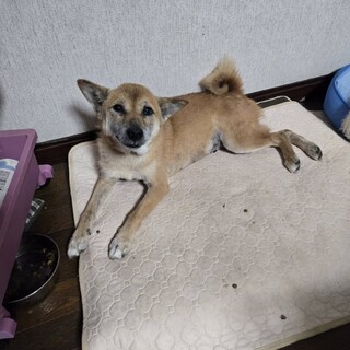重度の皮膚炎からきれいになった柴犬ひめ
