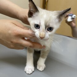 シャム系子猫きょうだい⭐︎おきなわ美ら猫❤譲渡会 in 天白区