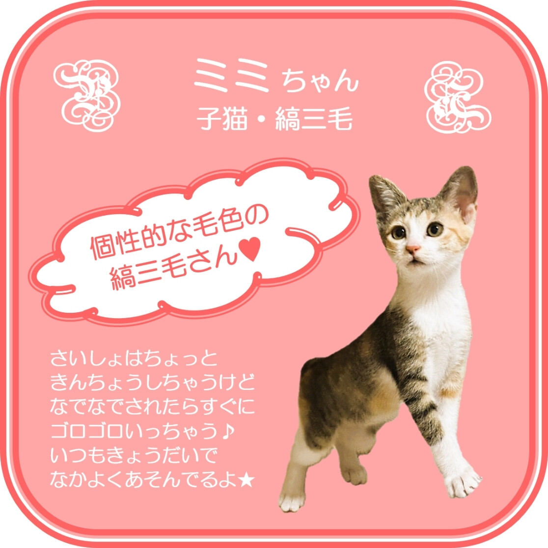 ◇7/20◇個性的な毛色」大阪府 - 猫の里親募集(545591) 4枚目の画像