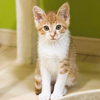 ◆7/20◆とっても怖がりだけどとっても美猫❤セイ