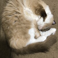 さくら