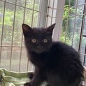 可愛い黒猫 細巻きちゃん