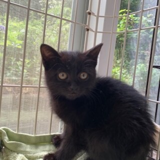 可愛い黒猫 細巻きちゃん