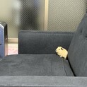 2ヶ月のモルモット︎︎ ♀里親募集