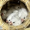 みとすけ