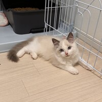 モック