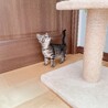 ◼️早期不妊手術チップ済◼️オニョレラ サムネイル6