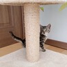 ◼️早期不妊手術チップ済◼️オニョレラ サムネイル5