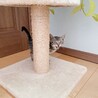 ◼️早期不妊手術チップ済◼️オニョレラ サムネイル4