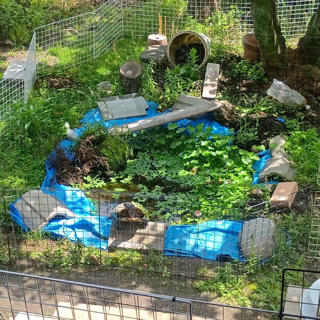 kumamoto.turtle.塚本のカバー写真