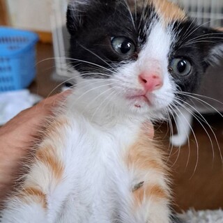唯一無二の黒三毛柄のたらちゃん