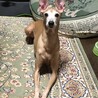 tubone