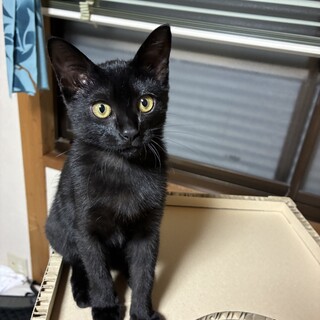 黒猫かぎしっぽ4か月里親様決定しました