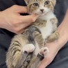 可愛いキジ白くん　3ヶ月 サムネイル2