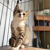 可愛いキジ白くん　3ヶ月 サムネイル3