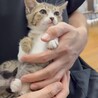 可愛いキジ白くん　3ヶ月 サムネイル4