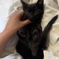 可愛い黒猫くん　男の子•女の子います！2〜3ヶ月