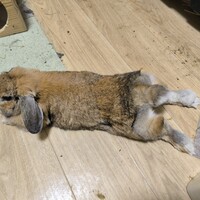 ちゃこ