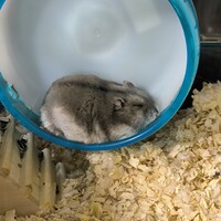 だいず