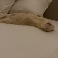 ちくわ