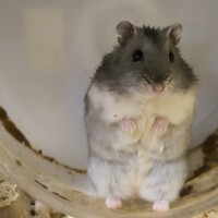あずき