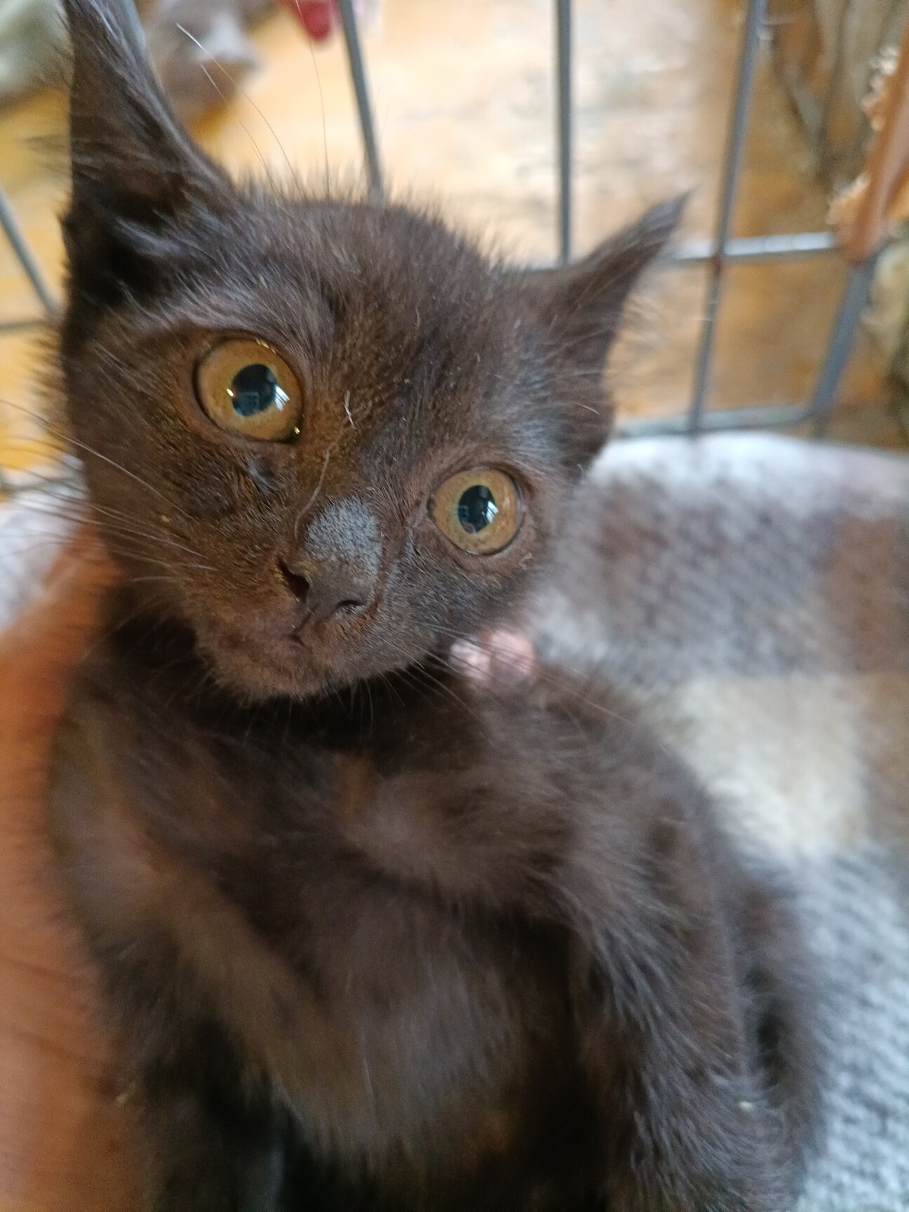 あんこ・遊び大好きなお茶目の写真
