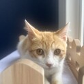 猫初心者さんにも‪‪❤︎‬慣れ慣れ茶白のニール君