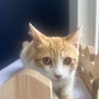 猫初心者さんにも‪‪❤︎‬慣れ慣れ茶白のニール君