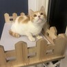 猫初心者さんにも‪‪❤︎‬慣れ慣れ茶白のニール君 サムネイル2