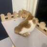 猫初心者さんにも‪‪❤︎‬慣れ慣れ茶白のニール君 サムネイル3
