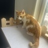 猫初心者さんにも‪‪❤︎‬慣れ慣れ茶白のニール君 サムネイル4