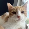 猫初心者さんにも‪‪❤︎‬慣れ慣れ茶白のニール君 サムネイル5