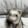フェレットメス里親決定しました。 サムネイル2