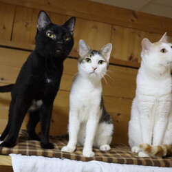「猫の駅」保護猫譲渡会