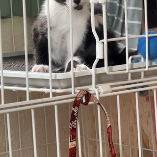 黒白子猫ちゃん、約2ヶ月、里親募集しています