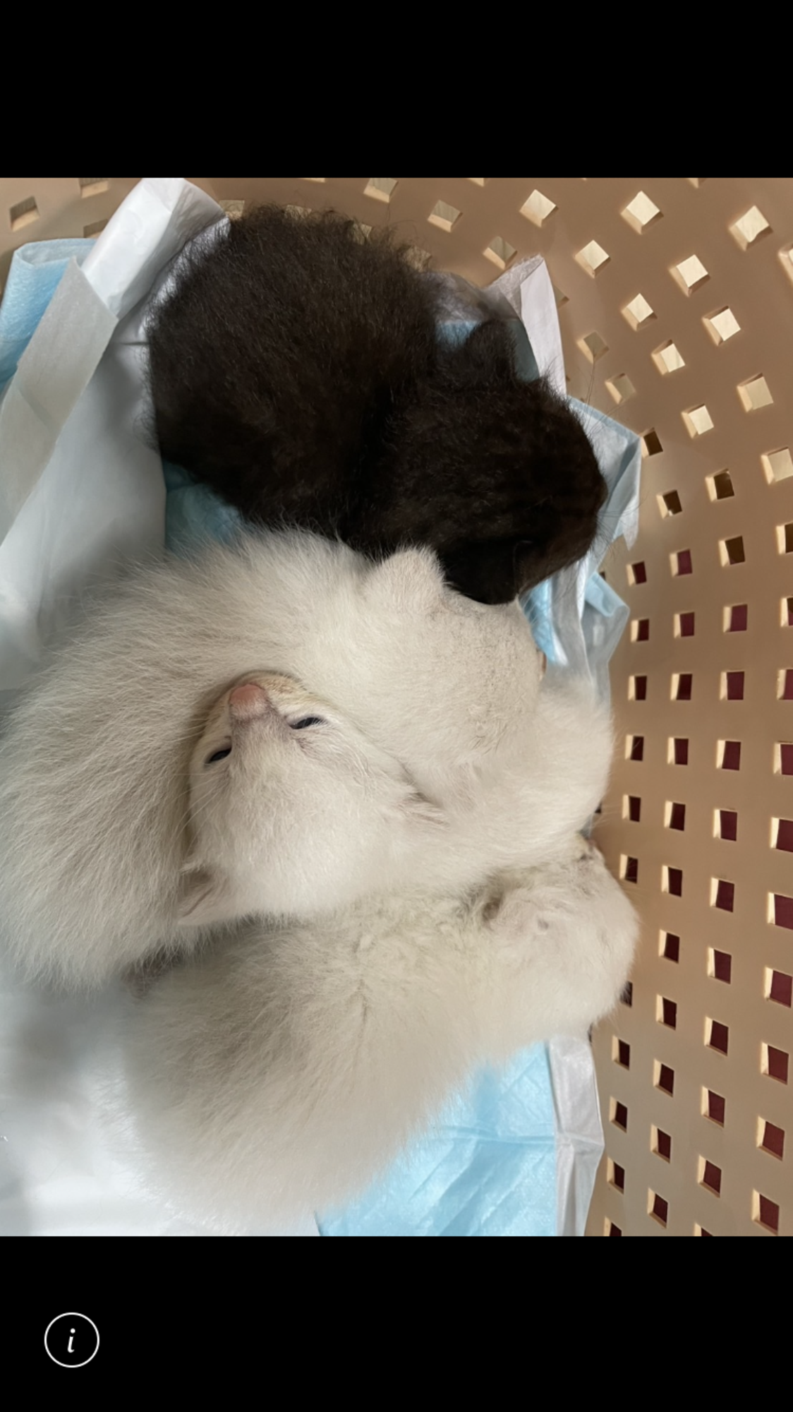 生後1ヶ月の子猫ちゃん、里親募集 サムネイル1