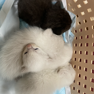 生後1ヶ月の子猫ちゃん、里親募集