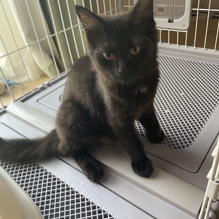 黒猫の子猫4匹います！
